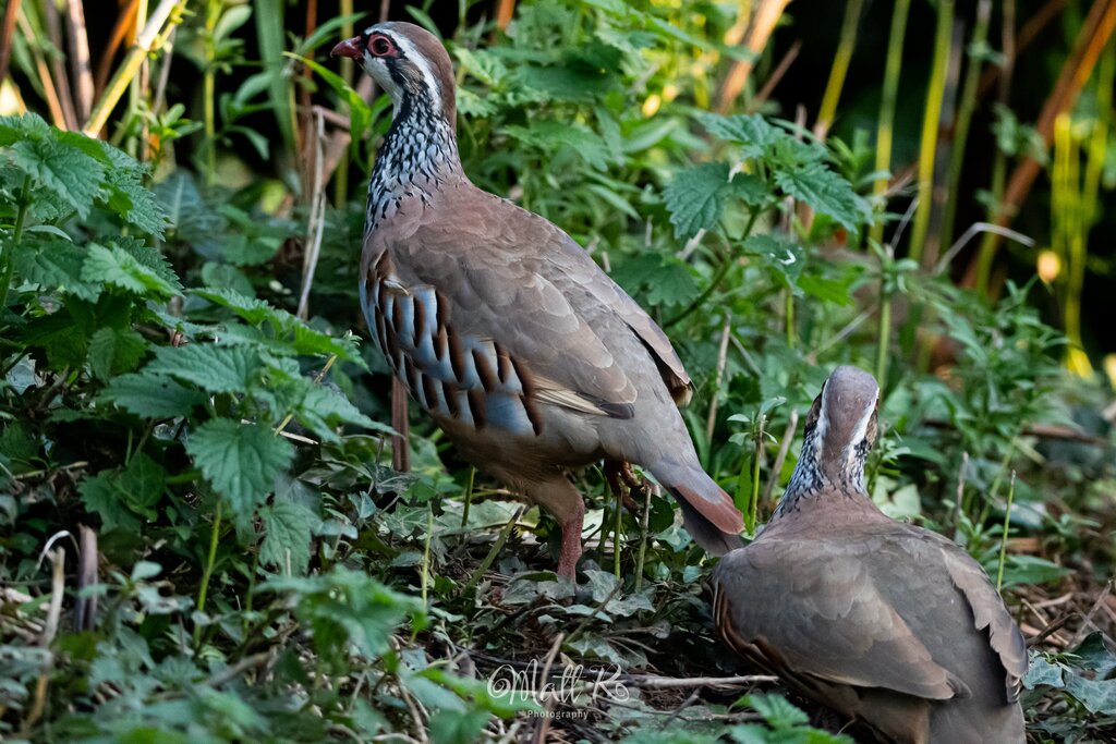 Photo of Red Legged Partridge